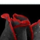 500Pcs A Set red black rose flower seed ProQgf