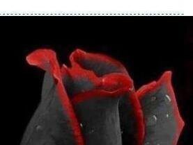 500Pcs A Set red black rose flower seed ProQgf