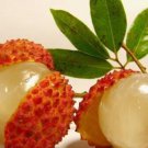 50Pcs A Set litchi fruit seed ProQgf