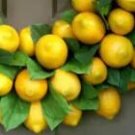500Pcs A Set lemon tree fruit seed ProQgf