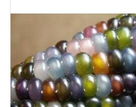 300Pcs A Set Rainbow Corn Glass Gem Indian Corn Heirloom seed ProQgf