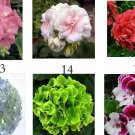 250Pcs A Set hydrangea flower seed ProQgf