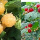 250Pcs A Set raspberry fruit seed ProQgf