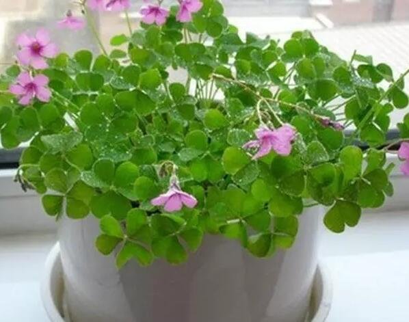 5000Pcs A Set three leaf grass seed ProQgf