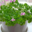 5000Pcs A Set three leaf grass seed ProQgf