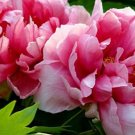 500Pcs A Set Pink Peony Flower seed ProQgf