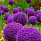 5000Pcs A Set Allium Giganteum seed ProQgf