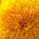 500Pcs A Set gold sunflower seed ProQgf