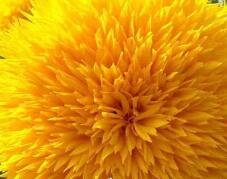 500Pcs A Set gold sunflower seed ProQgf
