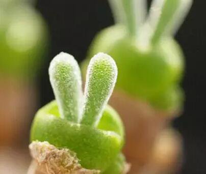 100Pcs A Set rabbit stone flower seed ProQgf