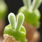 100Pcs A Set rabbit stone flower seed ProQgf