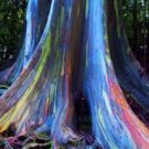 5000Pcs A Set Eucalyptus deglupta tree seed ProQgf