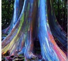 5000Pcs A Set Eucalyptus deglupta tree seed ProQgf