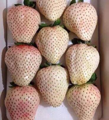 5000Pcs A Set white strawberry fruit seed ProQgf