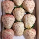 5000Pcs A Set white strawberry fruit seed ProQgf
