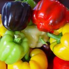 5000Pcs A Set bell pepper vegetable seed ProQgf