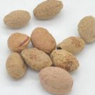 200Pcs A Set  japanese sakura tree flower seed ProQgf