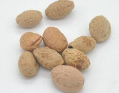 200Pcs A Set  japanese sakura tree flower seed ProQgf