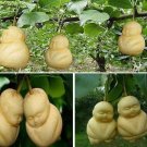 200Pcs A Set ginseng fruit seed ProQgf