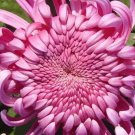 500Pcs A Set purple chryssanthemum flower seed ProQgf