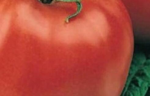 5000Pcs A Set giant monster tomato seed ProQgf