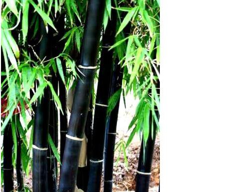 500Pcs A Set black bamboo tree seed ProQgf