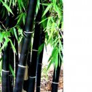 500Pcs A Set black bamboo tree seed ProQgf