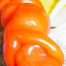 2500Pcs A Set beautiful chile pepper vegetable seed ProQgf
