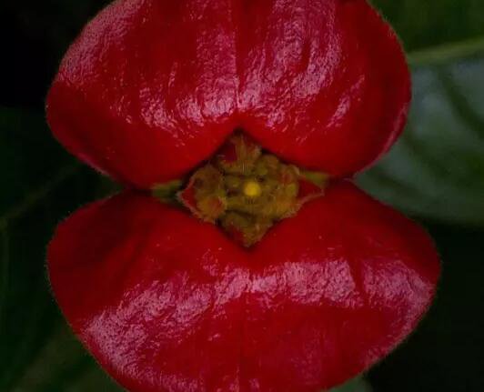 50Pcs A Set lip flower seed ProQgf