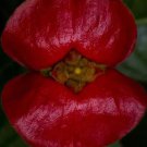50Pcs A Set lip flower seed ProQgf