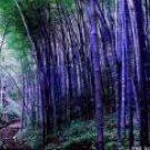 500Pcs A Set purple bamboo tree seed ProQgf