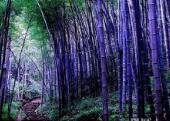 500Pcs A Set purple bamboo tree seed ProQgf