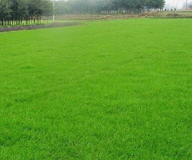 5000Pcs A Set green all the year grass seed ProQgf