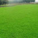 5000Pcs A Set green all the year grass seed ProQgf