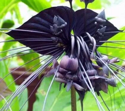 100Pcs A Set  Black Tiger Orchid flower seed ProQgf