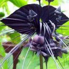 100Pcs A Set  Black Tiger Orchid flower seed ProQgf