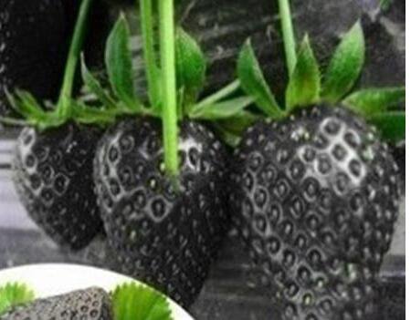 100Pcs A Set  Black strawberry fruit seed ProQgf