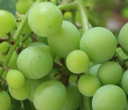 300Pcs A Set green grape tree tree seed ProQgf