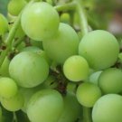 300Pcs A Set green grape tree tree seed ProQgf