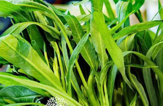 500Pcs A Set Water Spinach vegetable seed ProQgf
