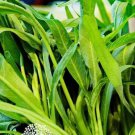 500Pcs A Set Water Spinach vegetable seed ProQgf