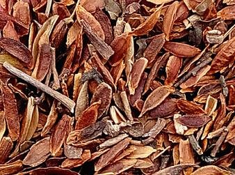 500Pcs A Set lilac tree seed ProQgf