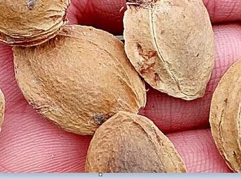 500Pcs A Set apricot tree seed ProQgf