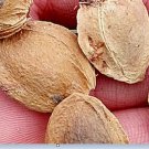 500Pcs A Set apricot tree seed ProQgf