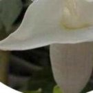 3000Pcs A Set White Color Datura stramonium flower seed ProQgf