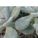 50Pcs A Set Dudleya pachyphytum seed ProQgf