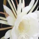 5000Pcs A Set Epiphyllum oxypetalum seed ProQgf