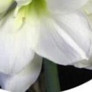5Pcs A Set  Alfresco AMARYLLIS Hippeastrum Rutilum FLOWER BULB ProQgf