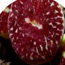 21Pcs A Set  dark red Conophytum flower seed ProQgf