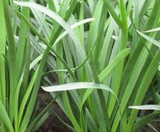 2500Pcs A Set  A. tuberosum Rottl SEED ProQgf